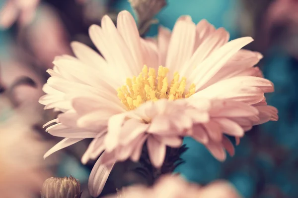 美丽脆弱的淡粉色翠菊。射击的宏 — 图库照片