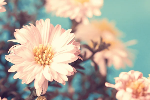 Adorável rosa pálido aster close up — Fotografia de Stock