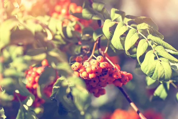 Ramo Viburnum nel parco — Foto Stock