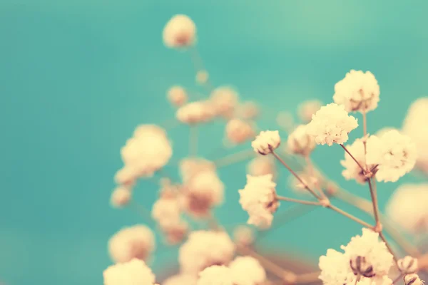 Vintage adorável pequenas flores brancas de perto — Fotografia de Stock