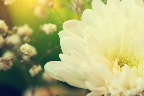 Bouquet with cute white aster close up — Stock Photo, Image