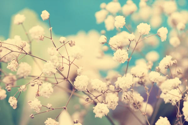 Vintage aireado pequeñas flores blancas de cerca — Foto de Stock