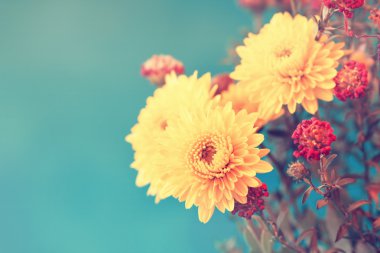mavi bir arka plan üzerinde sevimli sarı Aster