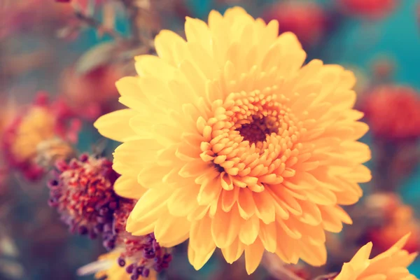 Lovely bright yellow aster close up — Stock Photo, Image