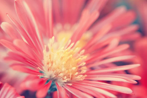 Flor roja de otoño. macro disparo —  Fotos de Stock