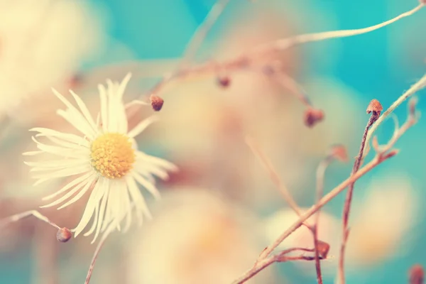 Small cute chamomile — Stock Photo, Image