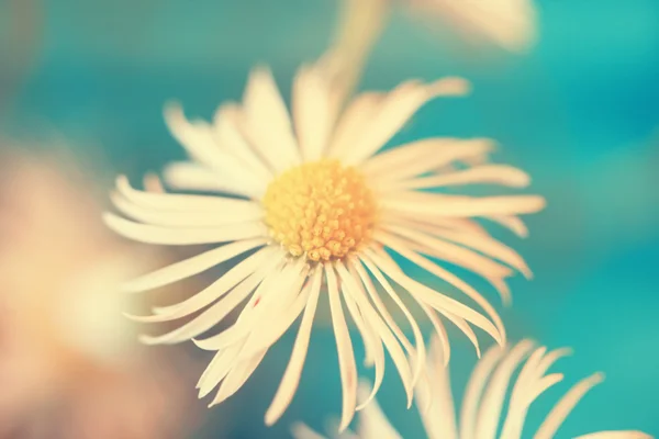 Small lovely chamomile close up — Stock Photo, Image