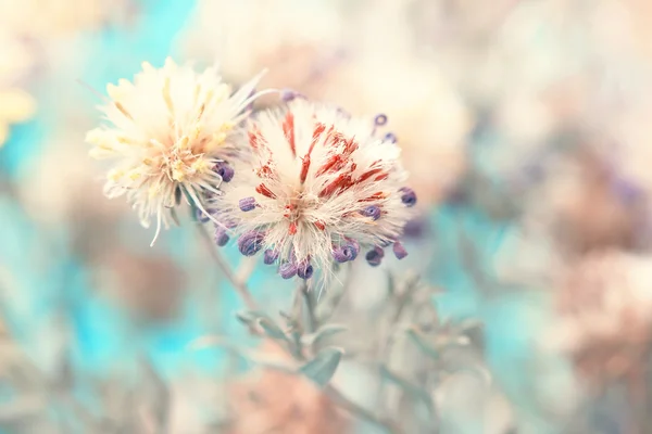 Cute autumnal fluffy aster's bud — Stock Photo, Image