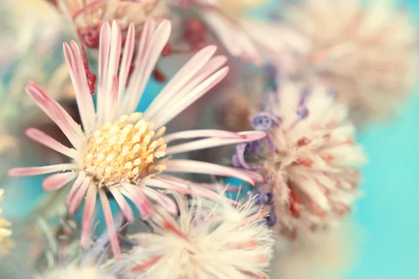 Gently pink flower — Stock Photo, Image