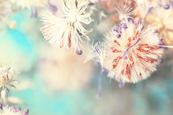 Cute fluffy flower bud — Stock Photo, Image