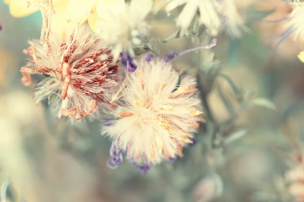 Söt torkad höstlig fluffiga blomknoppar — Stockfoto