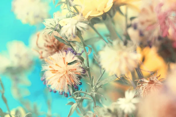 Dried autumnal fluffy flower buds — Stock Photo, Image