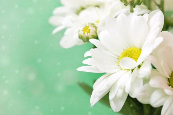Lovely chamomile flowers on a soft green background — Stock Photo, Image