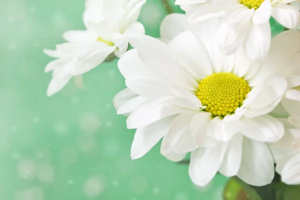 Narin yeşil zemin üzerine şirin chamomiles — Stok fotoğraf