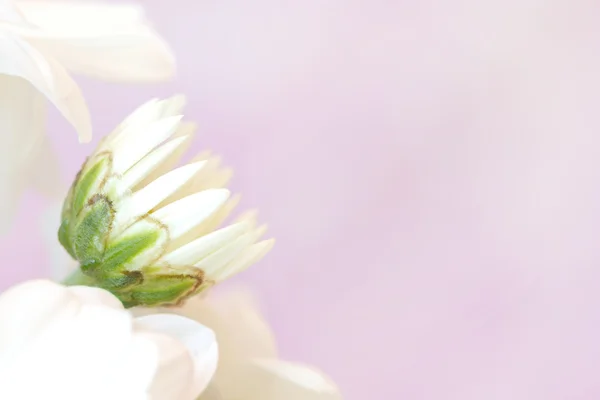淡いピンクの背景にカモミールの芽 — ストック写真