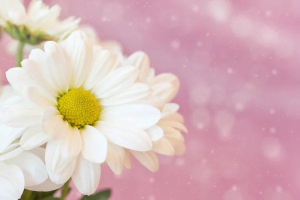 Chamomile on a delicate pink background — Stock Photo, Image