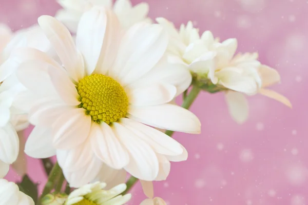 Szép chamomiles egy puha rózsaszín háttér — Stock Fotó