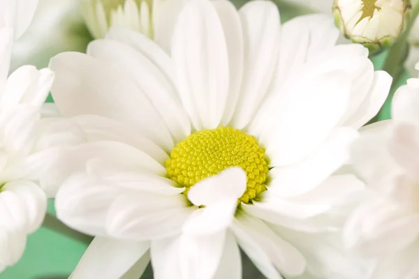 Chamomile on a soft green background close up — Stock Photo, Image