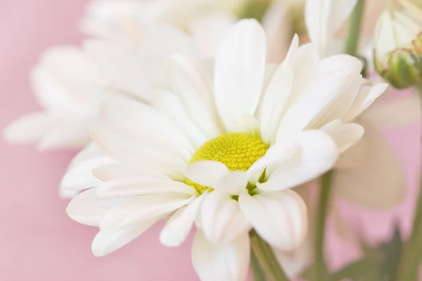 Cute chamomile on a soft pink background — Stock Photo, Image