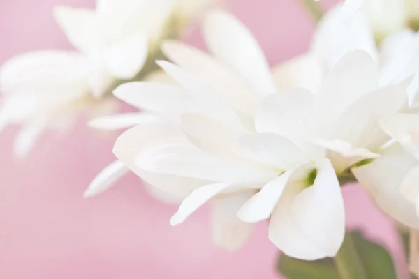 Πέταλα του χαμομηλιού. αφηρημένο floral φόντο — Φωτογραφία Αρχείου