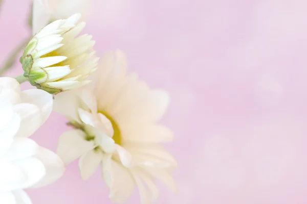 Delikátní chamomiles na měkké růžové pozadí — Stock fotografie