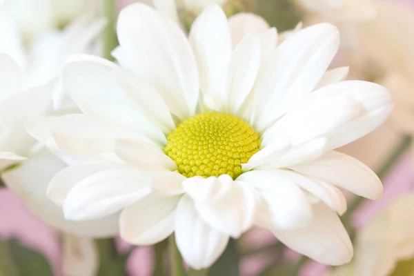 Chamomile on a soft pink background close up — Stock Photo, Image