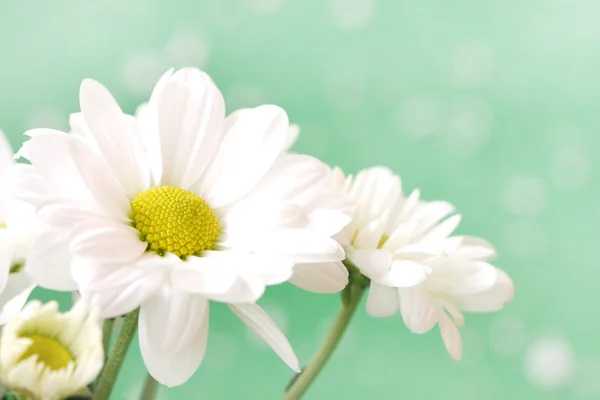 淡いグリーンのパステルで穏やかなカモミールの花 — ストック写真