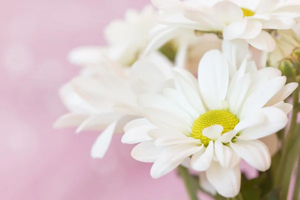 Lovely chamomile's flowers in pink pastel tones — Stock Photo, Image