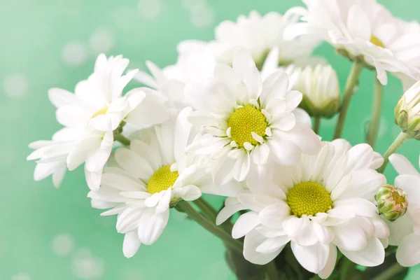 Chamomile's flowers in pale green pastel tones — Stock Photo, Image