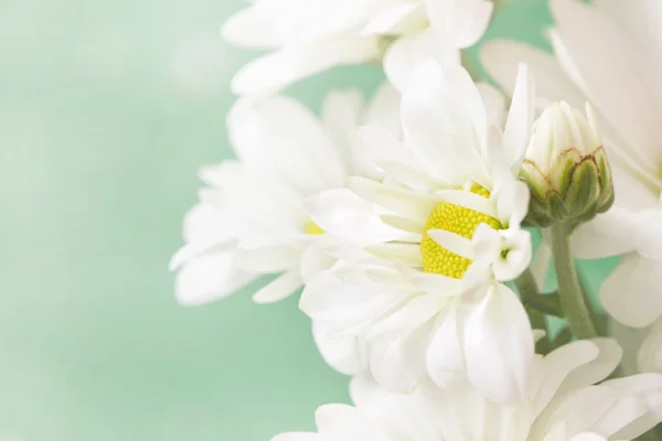 淡い緑のパステル トーンの素敵なカモミールの花 — ストック写真