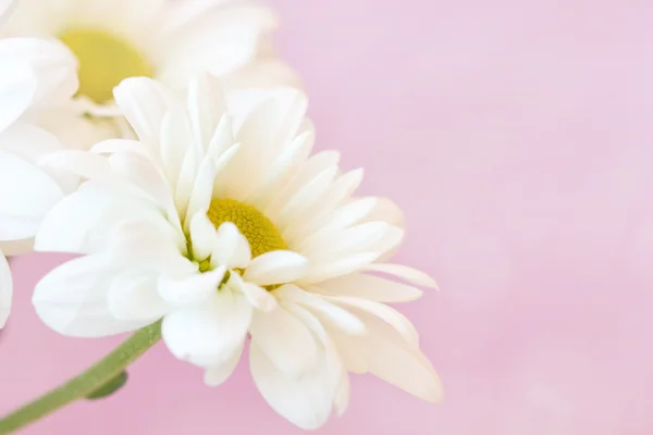 Flores de camomila bonito em tons de pastel rosa — Fotografia de Stock