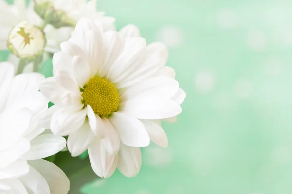 Adorable gentle chamomiles on a soft green background — Stock Photo, Image