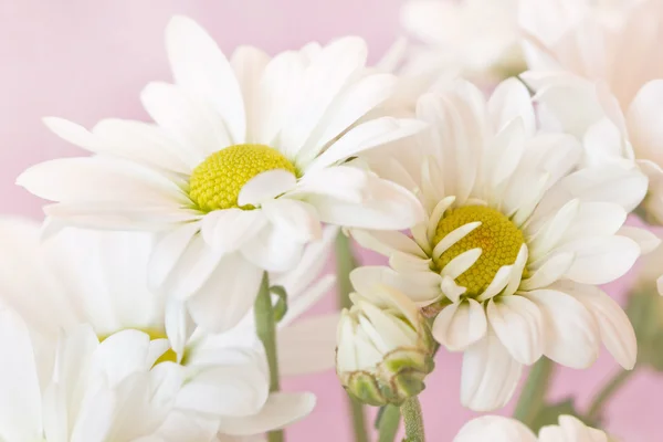 Gentle chamomiles on a pale pink background — Stock Photo, Image