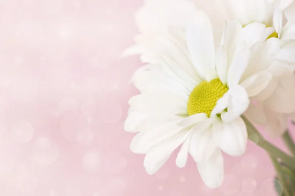 Fragile gentle chamomiles on a cute pink background — Stock Photo, Image