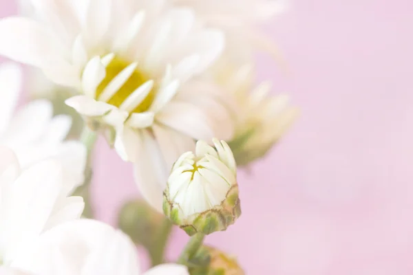 Bräckliga mild chamomiles på blek rosa bakgrund — Stockfoto