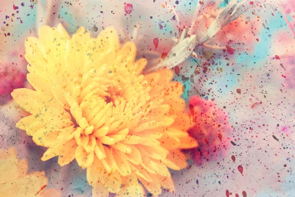 Artwork with delicate yellow aster flower close up and watercolor splashes — Stock Photo, Image