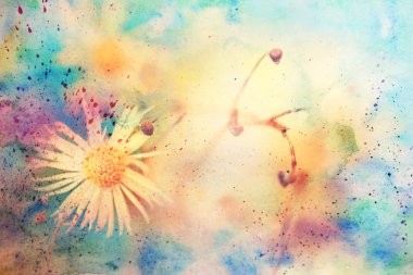 sevimli küçük papatya çiçeği ve suluboya