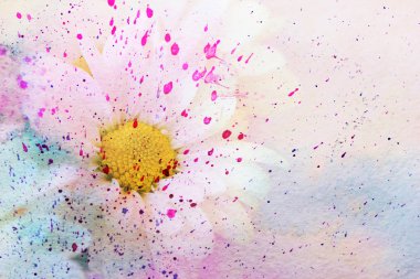 şirin papatya ve suluboya