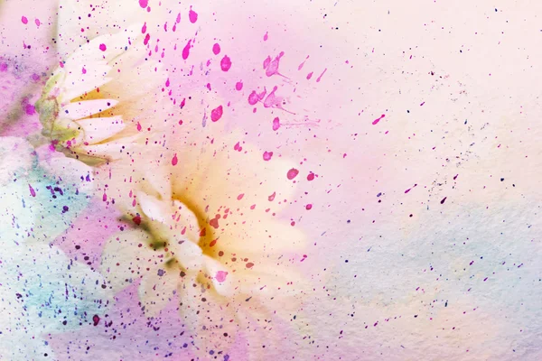 Camomilas com salpicos de aquarela rosa e azul — Fotografia de Stock