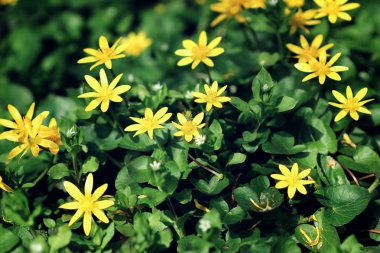 bir alanda parlak sarı bahar çiçekleri