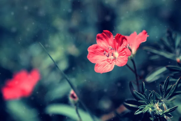 Bel fiore rosso pallido su un prato — Foto Stock