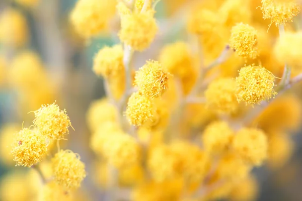 Galhos de flor de mimosa primavera. tiro macro — Fotografia de Stock