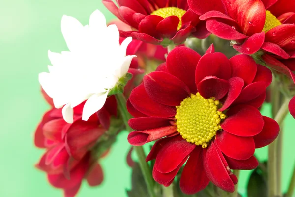 Güzel bir derin kırmızı çiçek yakın çekim — Stok fotoğraf