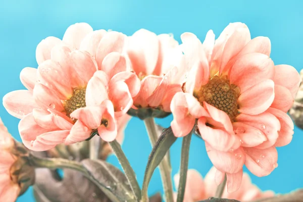 Beautiful pale pink flowers on a blue background — Stock Photo, Image