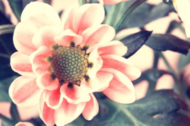 vintage tarzı şirin soluk pembe çiçekler yakın çekim