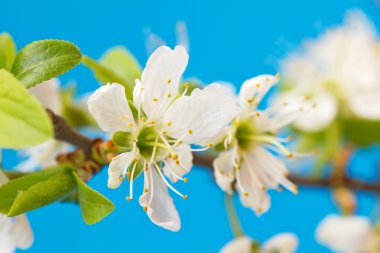 Sevimli çiçek açan dal