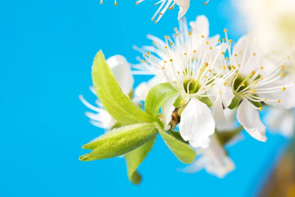 Cute blooming tree branch — Stock Photo, Image