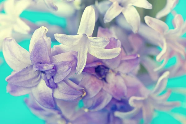 Ніжні тендітні фіолетові квіти крупним планом — стокове фото