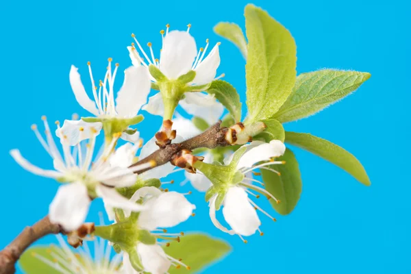 Blooming branch on a blue background — Stock Photo, Image