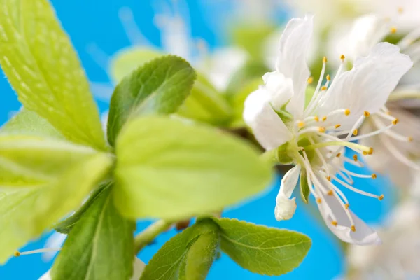 Blooming branch in spring — Stock Photo, Image